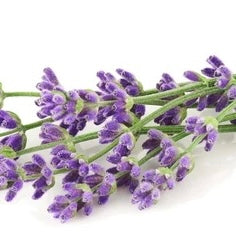 Lavender Stems