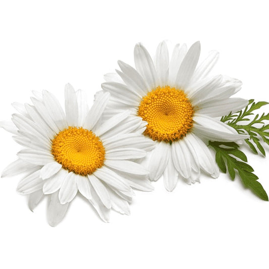 Chamomile Essential Oil