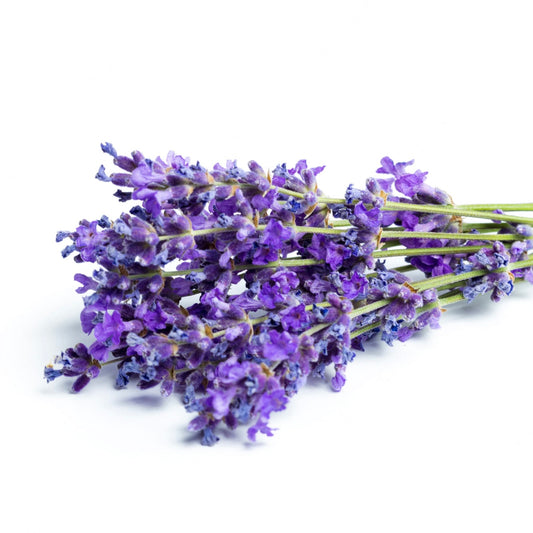 Lavender Essential Oil